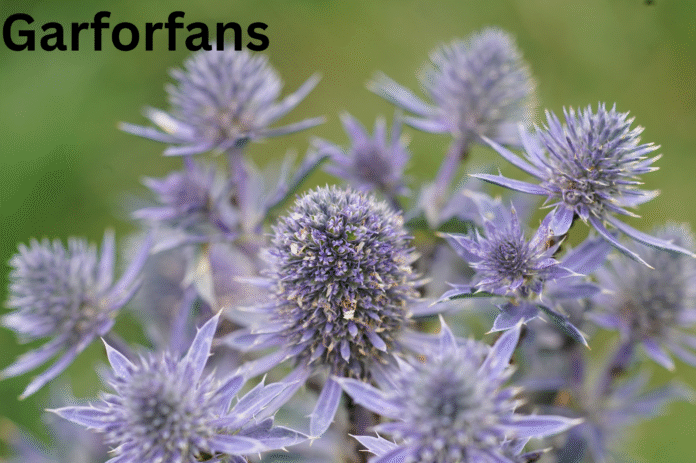 Rystleistle Rystleistle