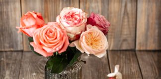 Lulu May May Evony: The Ultimate Guide to Mastering This Development Hero Lulu may may evony